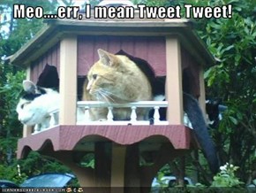 Meo....err, I mean Tweet Tweet!