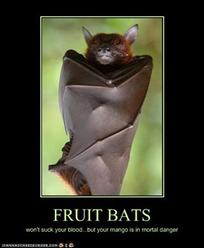 FRUIT BATS
