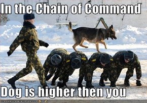 In the Chain of Command  Dog is higher then you