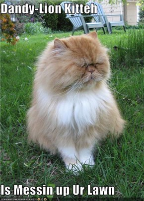 Dandy-Lion Kitteh  Is Messin up Ur Lawn