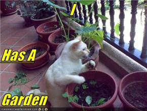 I Has A Garden