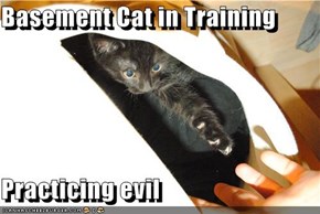 Basement Cat in Training  Practicing evil