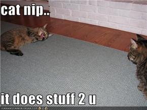 cat nip..  it does stuff 2 u