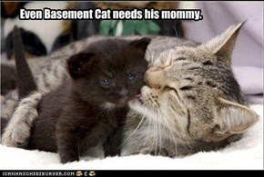 Even Basement Cat needs his mommy.