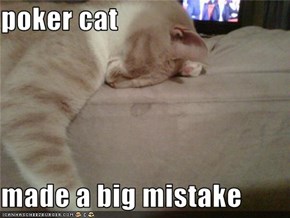 poker cat   made a big mistake