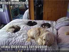 kitteh minefield  .vewy dngerwus for goggie
