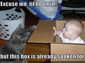 Excuse me, lil hoomin....  but this box is already spoken for