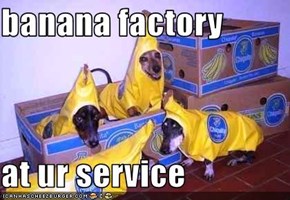 banana factory  at ur service