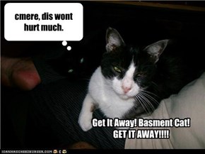 Get It Away! Basment Cat!  GET IT AWAY!!!!