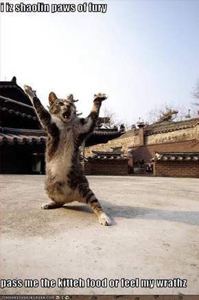 i iz shaolin paws of fury  pass me the kitteh food or feel my wrathz