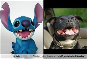 Stitch Totally Looks Like staffordshire bull terrier