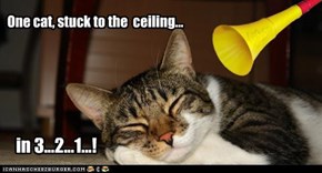 One cat, stuck to the  ceiling...