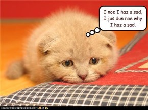 I noe I haz a sad, I jus dun noe why I haz a sad.