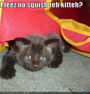 Pleez no squish teh kitteh?