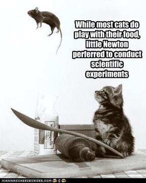 While most cats do play with their food, little Newton perferred to conduct  scientific experiments