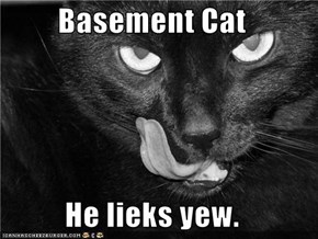Basement Cat  He lieks yew.