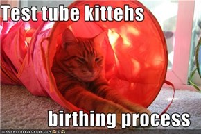 Test tube kittehs  birthing process