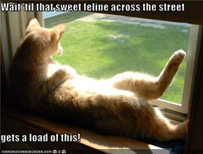 Wait 'til that sweet feline across the street  gets a load of this!