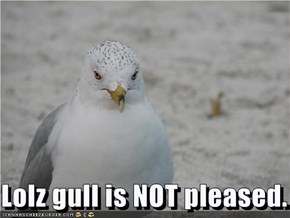 Lolz gull is NOT pleased.