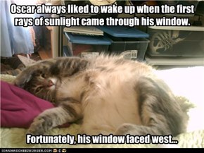 Oscar always liked to wake up when the first rays of sunlight came through his window.