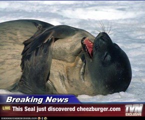 Breaking News - This Seal just discovered cheezburger.com