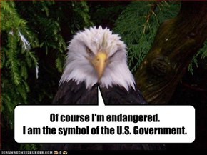 Of course I'm endangered.  I am the symbol of the U.S. Government.