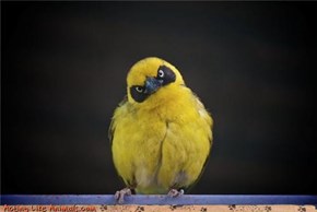 Who Called Me "Pretty Bird"? Was it YOU?