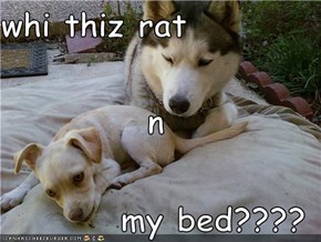 whi thiz rat  n my bed????