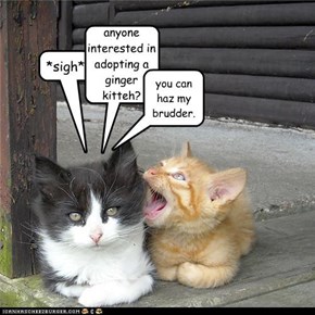 anyone interested in adopting a ginger kitteh?