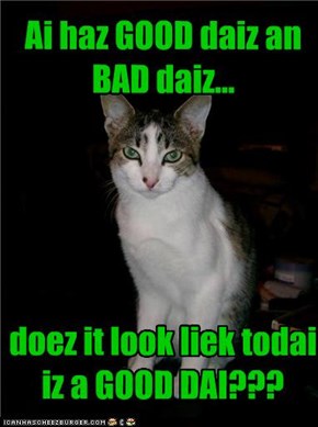 Ai haz GOOD daiz an BAD daiz...      doez it look liek todai iz a GOOD DAI???