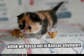 aifink we hassa not in Kansas enymoarz