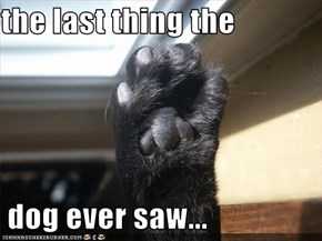 the last thing the   dog ever saw...
