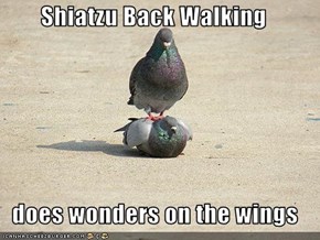 Shiatzu Back Walking   does wonders on the wings