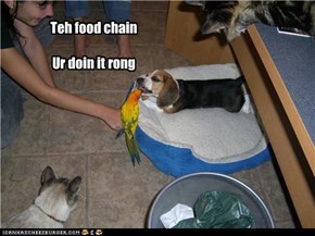 Teh food chain  Ur doin it rong