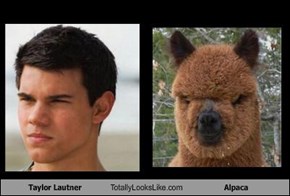 Taylor Lautner Totally Looks Like Alpaca