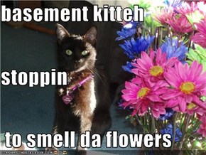 basement kitteh stoppin  to smell da flowers