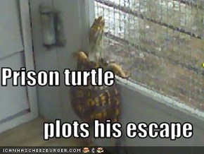 Prison turtle plots his escape