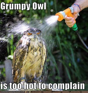 Grumpy Owl  is too hot to complain