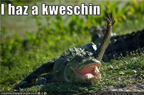 I haz a kweschin