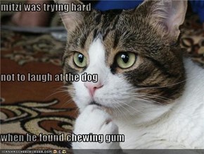 mitzi was trying hard  not to laugh at the dog when he found chewing gum
