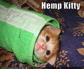 Hemp Kitty
