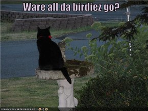 Ware all da birdiez go?