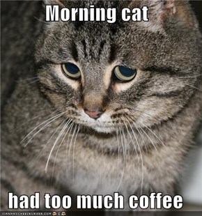 Morning cat  had too much coffee
