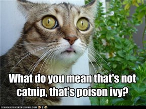 What do you mean that's not  catnip, that's poison ivy?