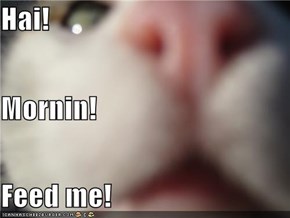 Hai! Mornin! Feed me!