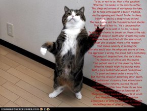 Shakespeare Kitteh