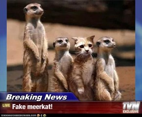 Breaking News - Fake meerkat!