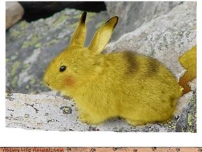 Pika-Bunny