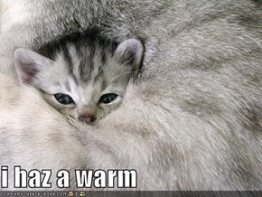 i haz a warm