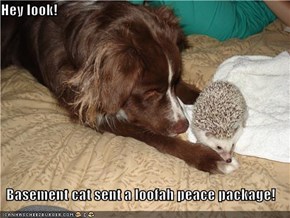 Hey look!   Basement cat sent a loofah peace package!
